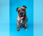 Small #14 American Pit Bull Terrier-Bulldog Mix
