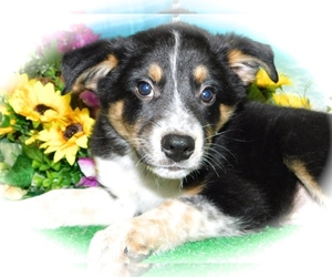 Australian Cattle Dog-Jack-Rat Terrier Mix Puppy for sale in HAMMOND, IN, USA