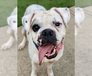 Boxer Dogs for adoption in Austin, TX, USA