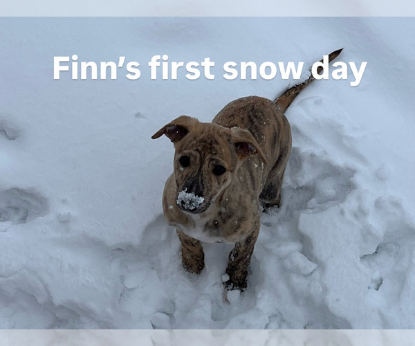 Medium Photo #2 Whippet Puppy For Sale in SOUTH SIOUX CITY, NE, USA