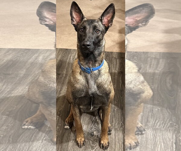 Medium Photo #1 Mutt Puppy For Sale in Albemarle, NC, USA