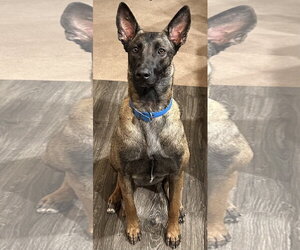 Mutt Dogs for adoption in Albemarle, NC, USA