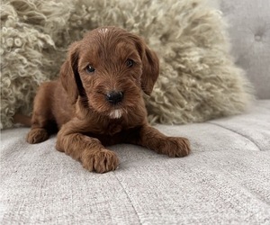 Goldendoodle Puppy for sale in MIAMI LAKES, FL, USA