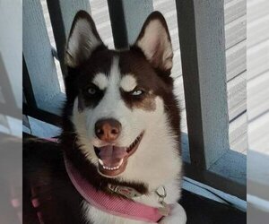 Siberian Husky Dogs for adoption in Sequim, WA, USA