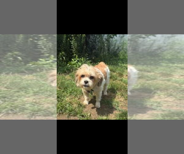 Medium Photo #5 Shih Tzu Puppy For Sale in Harrisburg, PA, USA