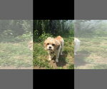 Small #4 Shih Tzu
