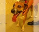 Small Boxer Mix