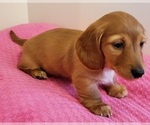 Small Photo #3 Dachshund Puppy For Sale in CATAULA, GA, USA