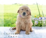 Small #4 Golden Retriever