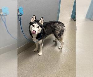 Siberian Husky-Unknown Mix Dogs for adoption in Las Vegas, NV, USA