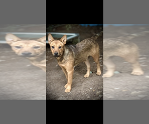 Bowser Ellis - Male Mutt Dog for Adoption - Photo #4