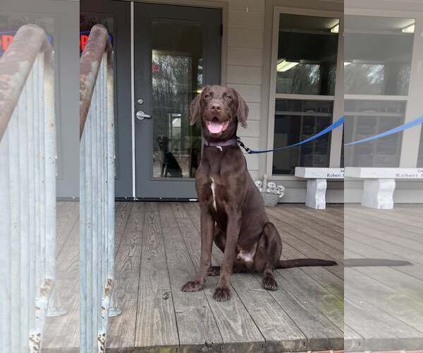 Medium Photo #1 Labrador Retriever-Unknown Mix Puppy For Sale in Minneapolis, MN, USA
