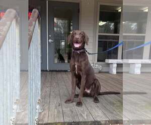 Labrador Retriever Mix Dog for Adoption in Minneapolis, Minnesota USA