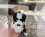 Small Photo #11 Sheepadoodle Puppy For Sale in BUFORD, GA, USA