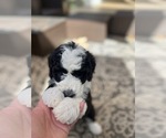 Small #10 Sheepadoodle