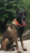 Small Photo #1 Belgian Malinois Puppy For Sale in MISSION, TX, USA
