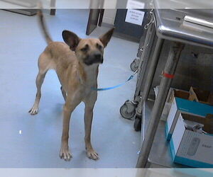 Labrador Retriever-Unknown Mix Dogs for adoption in Fayetteville, NC, USA