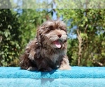 Small #12 ShihPoo