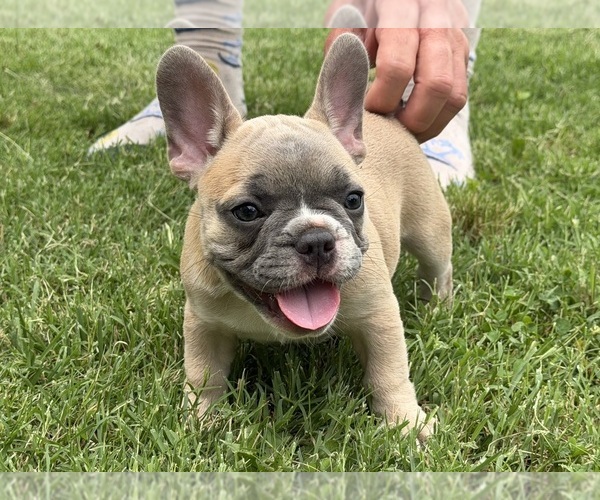 Medium Photo #4 French Bulldog Puppy For Sale in CUSHING, OK, USA