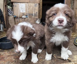 Border Collie Puppy for sale in BORING, OR, USA