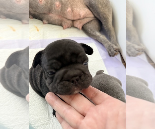 Medium Photo #2 French Bulldog Puppy For Sale in WESLEY CHAPEL, FL, USA