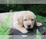 Small Photo #2 Labrador Retriever Puppy For Sale in FRYSTOWN, PA, USA