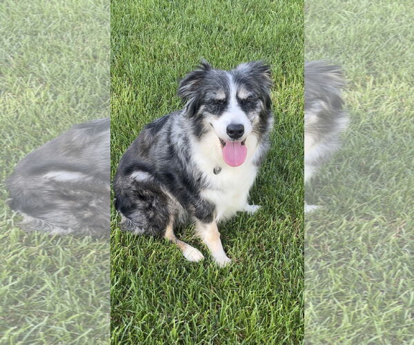 Medium Photo #6 Australian Shepherd-Unknown Mix Puppy For Sale in Princeton, MN, USA