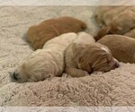 Small Photo #13 Goldendoodle Puppy For Sale in AUSTIN, TX, USA