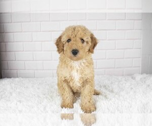 Bichpoo Puppy for Sale in SUGARCREEK, Ohio USA