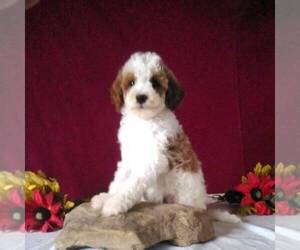 Goldendoodle (Miniature) Puppy for sale in GORDONVILLE, PA, USA