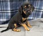 Small Photo #8 Beagle-Chihuahua Mix Puppy For Sale in SAINT AUGUSTINE, FL, USA