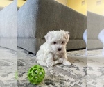 Small Photo #18 Maltipoo Puppy For Sale in ALEXANDRIA, VA, USA