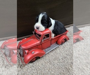 English Springer Spaniel Puppy for sale in WAYLAND, IA, USA