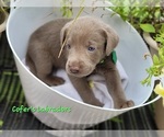 Small Photo #17 Labrador Retriever Puppy For Sale in HARLEM, GA, USA