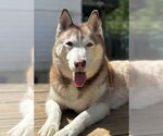 Small Siberian Husky