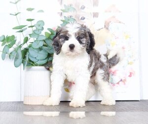 Cavapoo Puppy for sale in BEL AIR, MD, USA