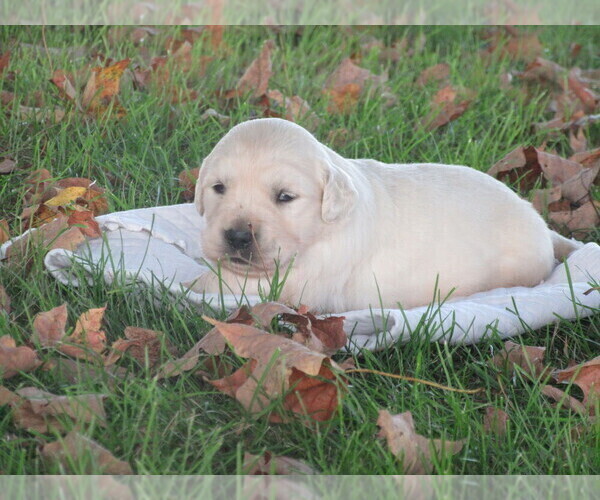 Medium Photo #7 English Cream Golden Retriever Puppy For Sale in COLUMBIANA, OH, USA