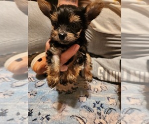 Yorkshire Terrier Puppy for sale in KYLE, TX, USA