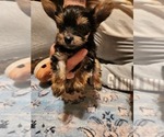 Small Yorkshire Terrier