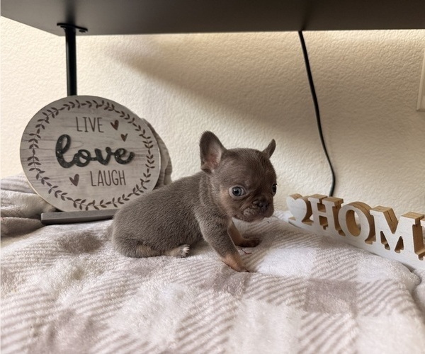 Medium Photo #1 French Bulldog Puppy For Sale in ELK GROVE, CA, USA