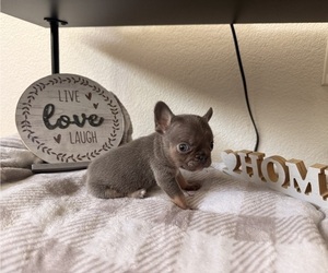 French Bulldog Puppy for sale in ELK GROVE, CA, USA