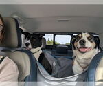 Small #3 Border Collie Mix