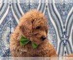 Small Photo #8 Miniature Labradoodle Puppy For Sale in LAKELAND, FL, USA