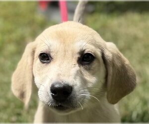 Labrador Retriever Dogs for adoption in Yardley, PA, USA