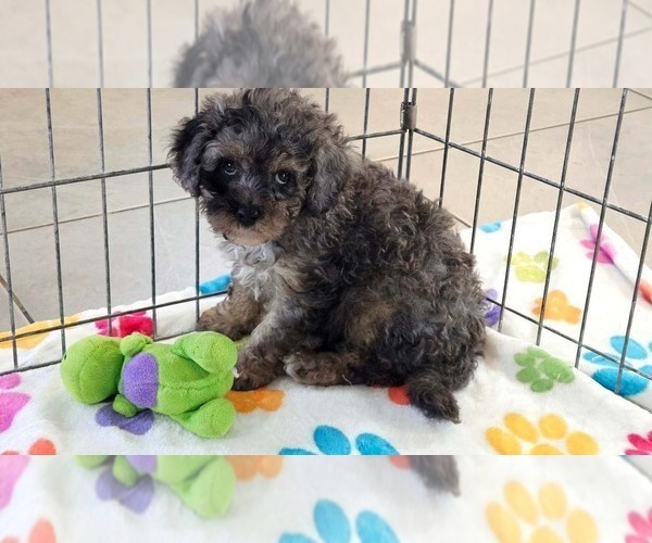 Medium Photo #5 Cavapoo (Miniature)-Poodle (Toy) Mix Puppy For Sale in ORO VALLEY, AZ, USA