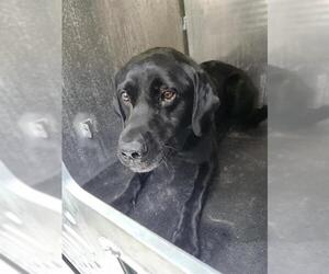 Labrador Retriever-Unknown Mix Dogs for adoption in San Antonio, TX, USA