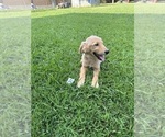 Small Photo #3 Golden Retriever Puppy For Sale in PEGGS, OK, USA