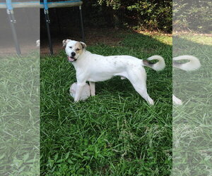 Levi - Male American Foxhound-Boxer Mix Dog for Adoption - Photo #3