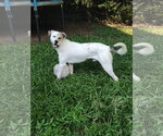 Small #2 American Foxhound-Boxer Mix