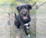 Small #1 Australian Shepherd-Irish Wolfhound Mix